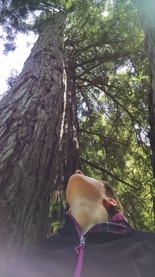 redwood tree looking up