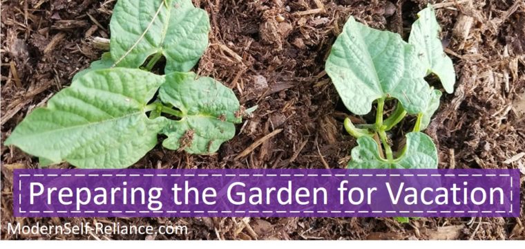 Preparing My Garden for Vacation: Community Garden Update
