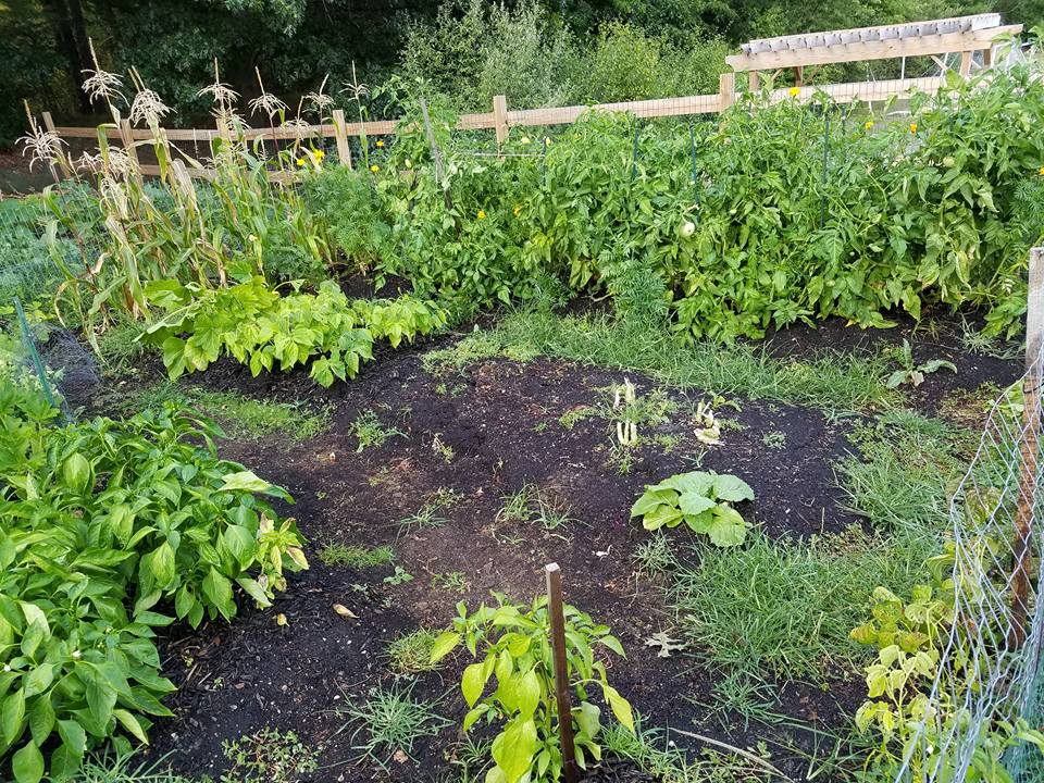 10 Lessons Learned from Last Year’s Garden 2016