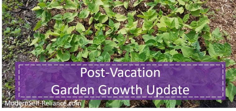 Post-Vacation Garden Growth