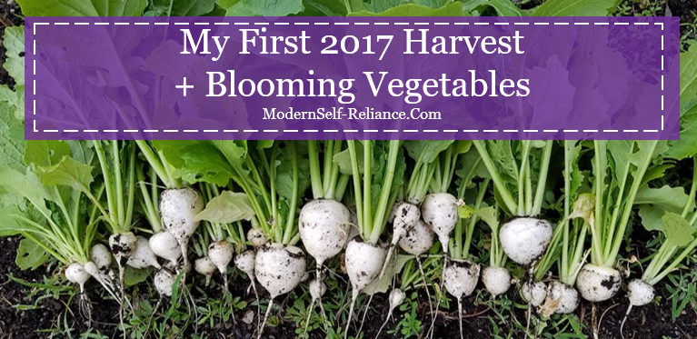 My First 2017 Harvest + Blooming Vegetables