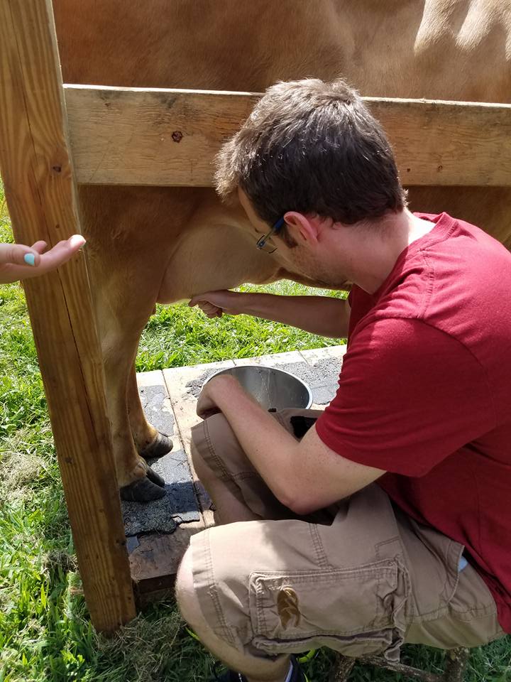 Tim milking a cow