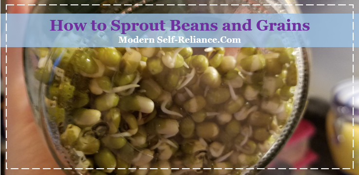 How to Sprout Beans and Grains