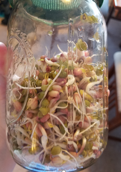 Day 4 Sprouts