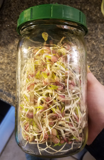 Day 5 Bean Sprouts