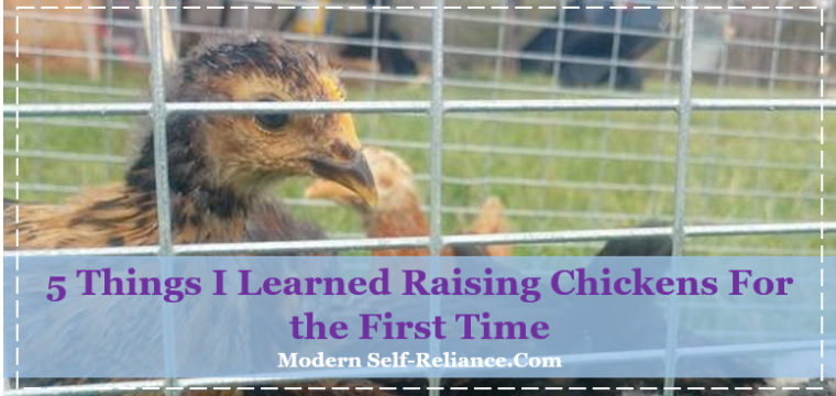 5 Things I Learned Raising Chickens For the First Time