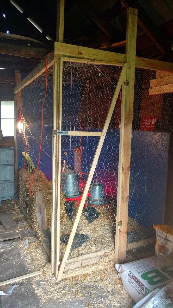 Inside the Chicken Coop