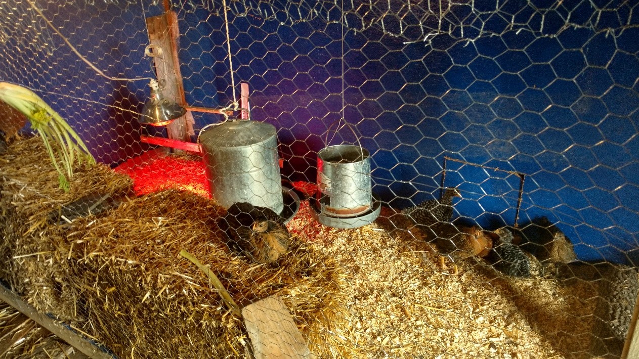Sleepy Hens in Their Chicken Coop